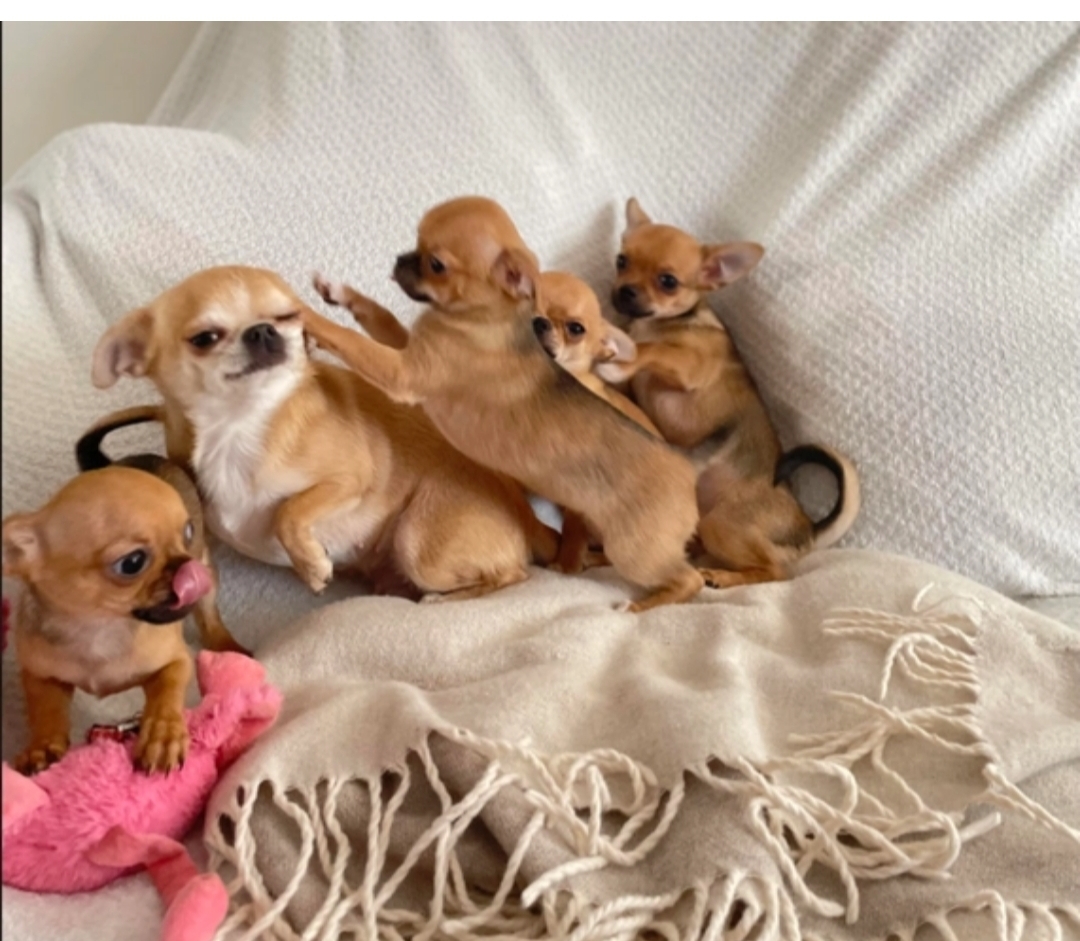 4 chihuahua males and females