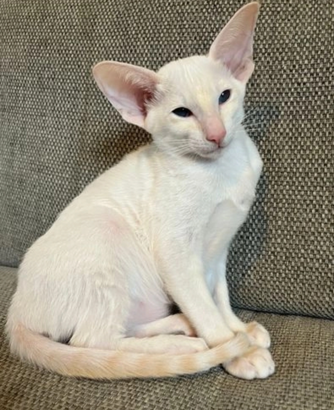 Ready now stunning siamese girl GCCF registered 