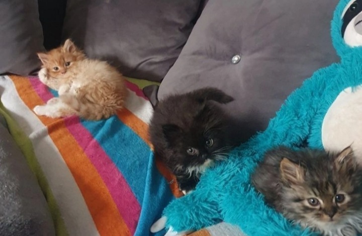Persian kittens looking for a new family 