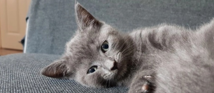 Pure Russian Blue kittens for sale