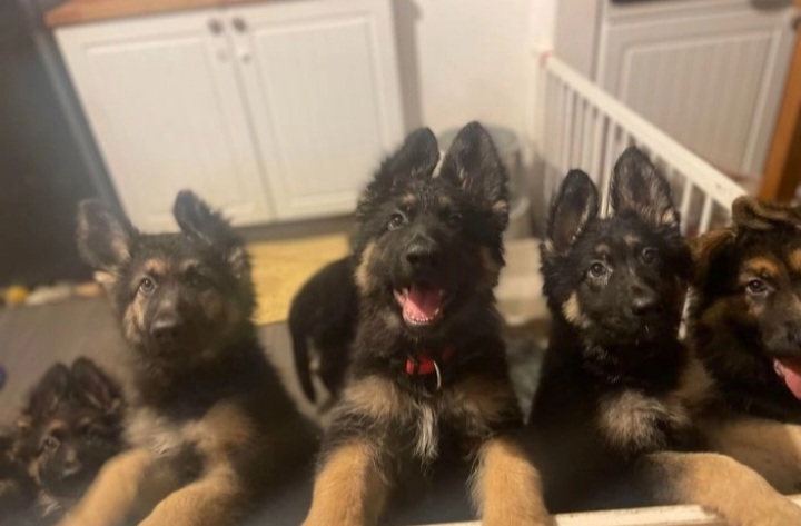 Flat backed long coat GSD puppies READY NOW