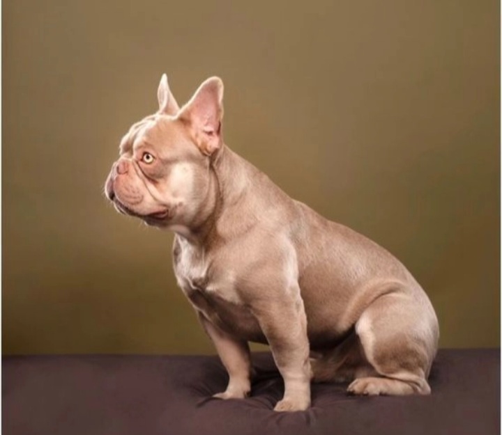STUNNING FRENCHIE BOY & GIRL AVAILABLE NOW !!!!