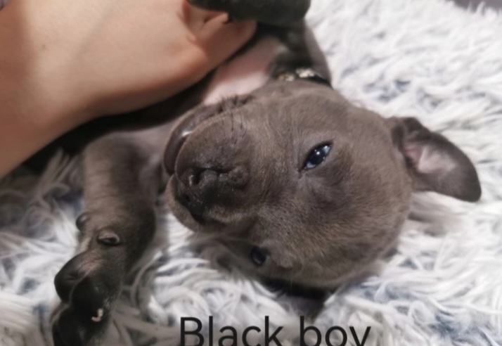 Staffordshire puppies for sale