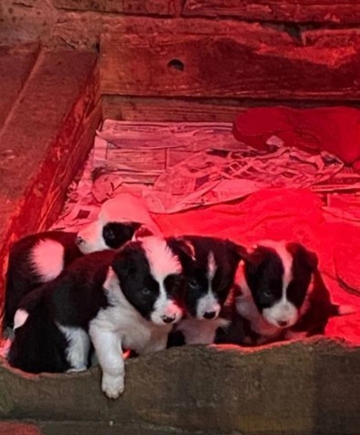  Border collar puppies for sale