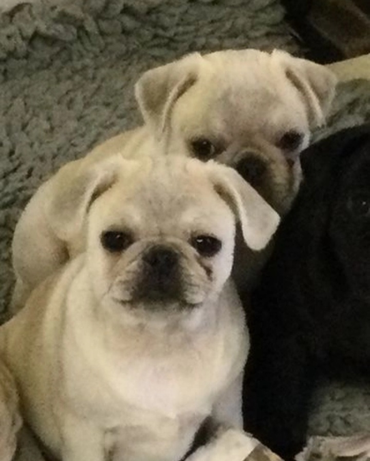 Licensed & vet checked breeder kc pug pups
