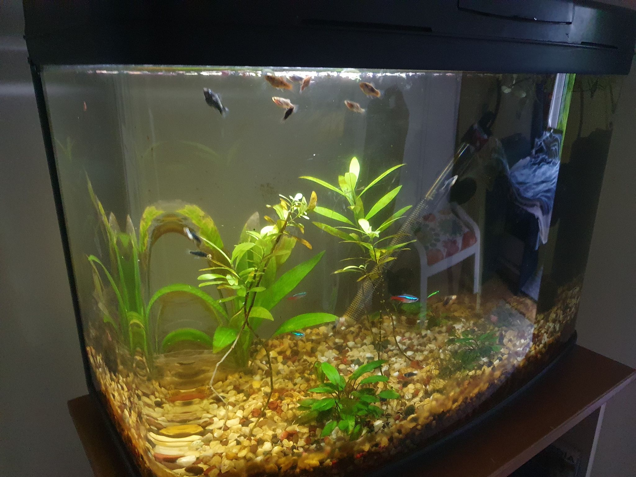 Fish and tank for sale with all equipment