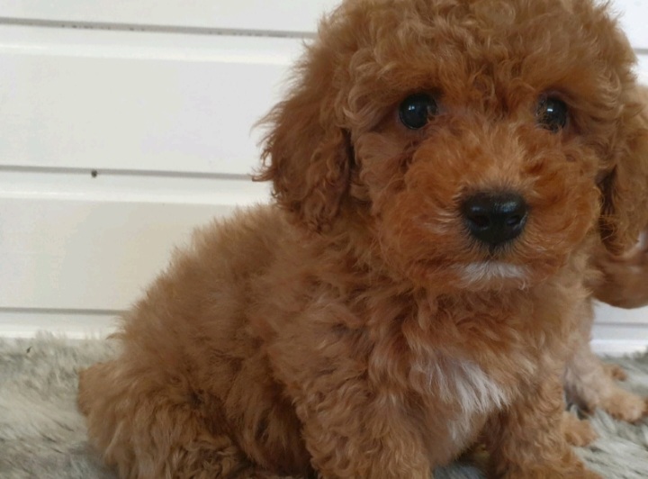 Toy poodle matipoo puppies