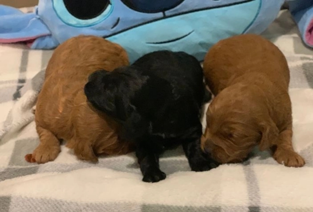 License breeder cockapoo puppies 