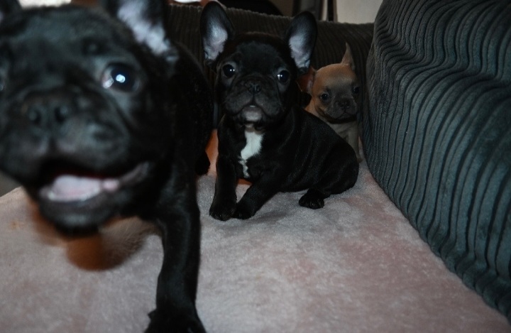 French bulldog puppies ready now!