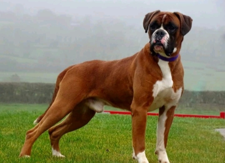 IKC Registered Boxer Puppies for sale