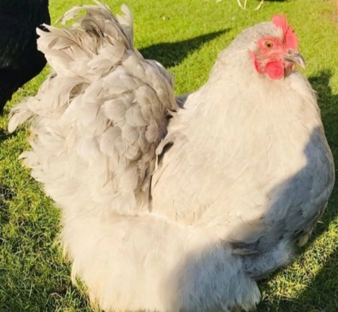 Large chicken laying eggs