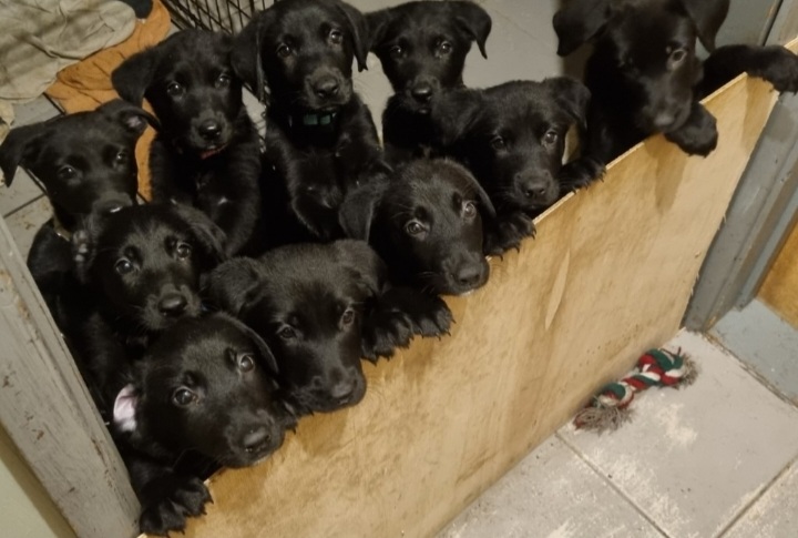 Stunning black KC reg Labrador puppies READY NOW