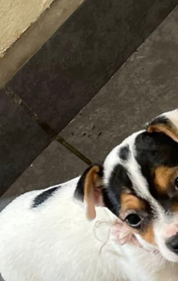 ⭐️ Jack Russel Puppies ⭐️ For Sale