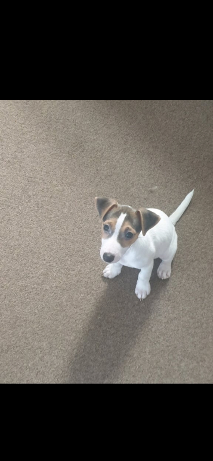 Jack Russel puppy for sale ( 1 female )