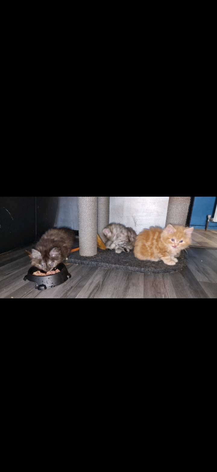 Fluffy kittens, British Longhair cross Persian