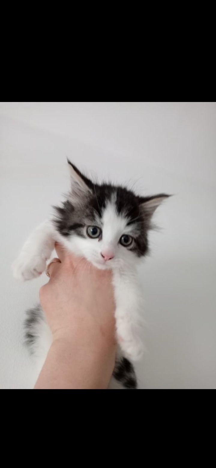 Half maine coon   kittens for sale