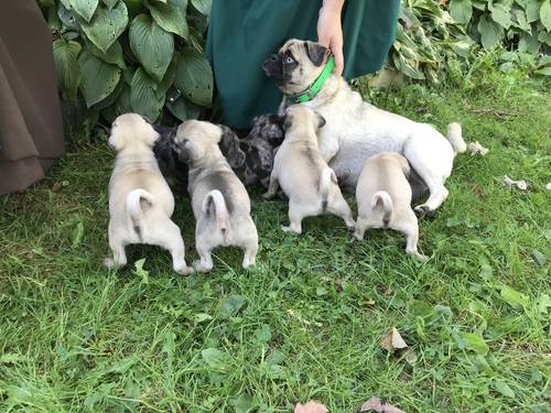 Adorable Pug Puppies Ready