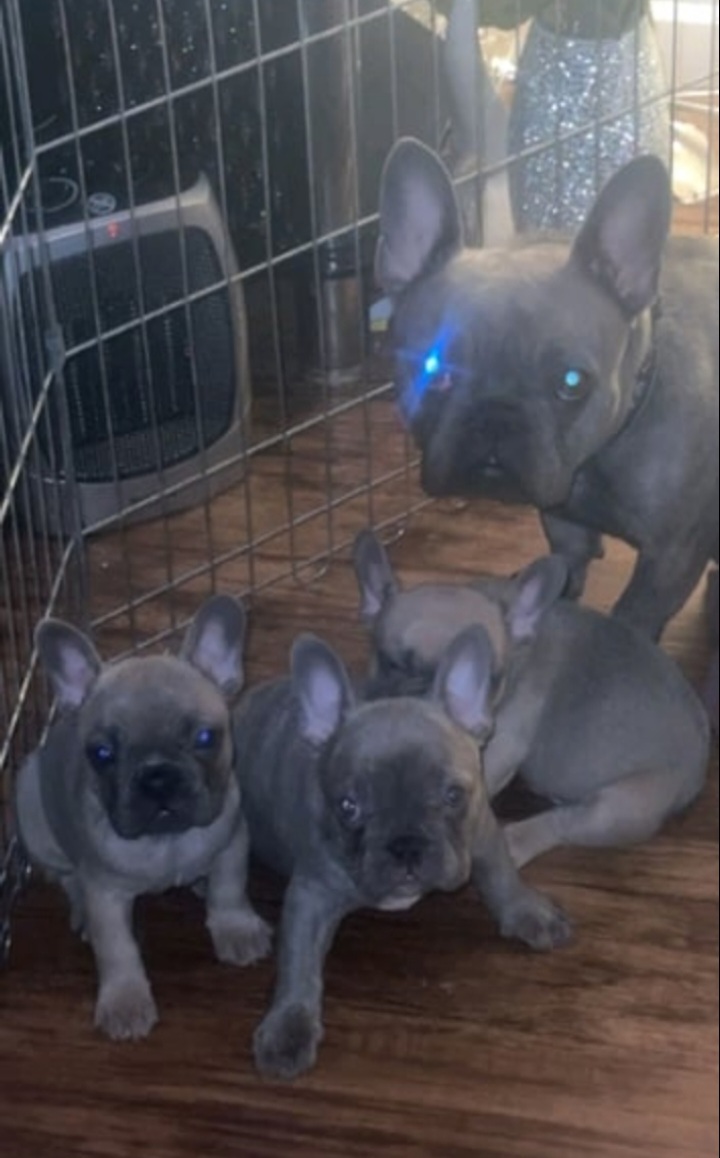 Tan fawn and blue merle French bulldog puppies