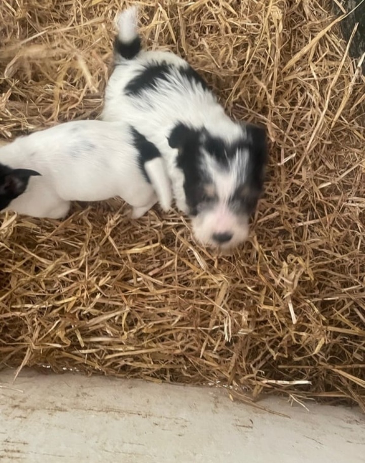 Jack Russell puppies ready now vaccs/wormed