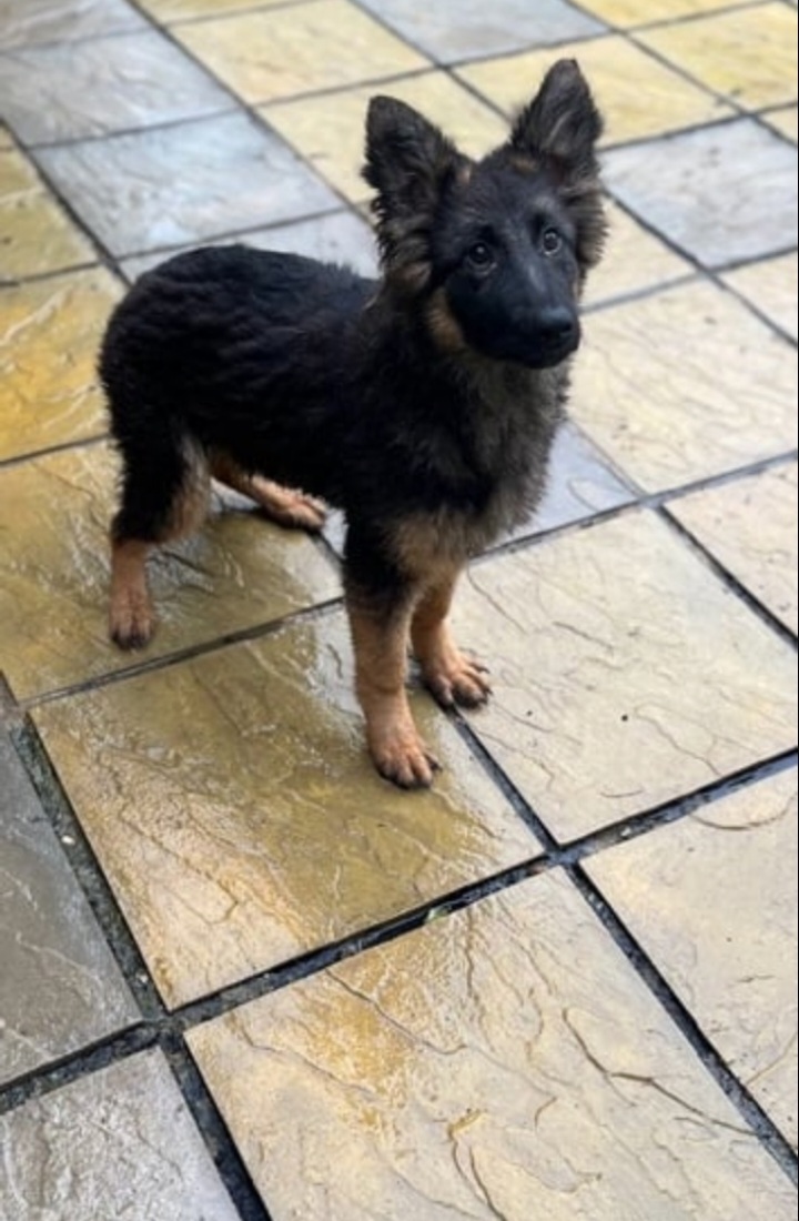 German shepherd pup for sale