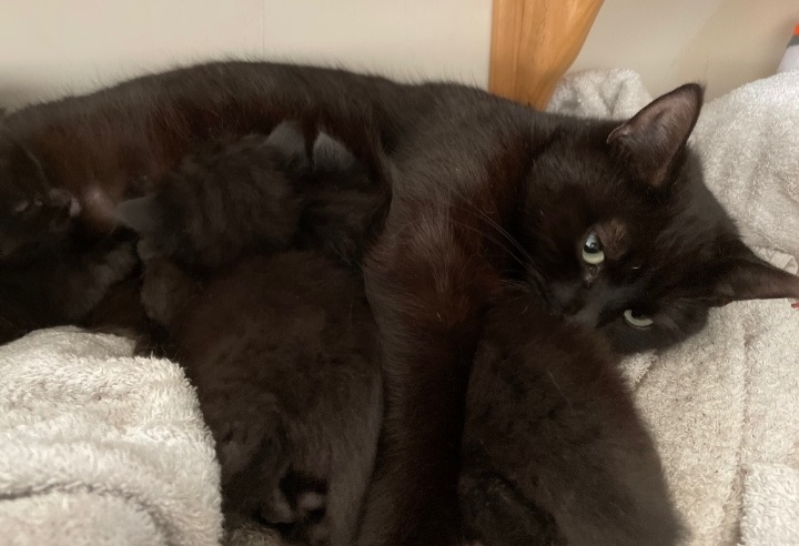 Beautiful black fluffy female kittens