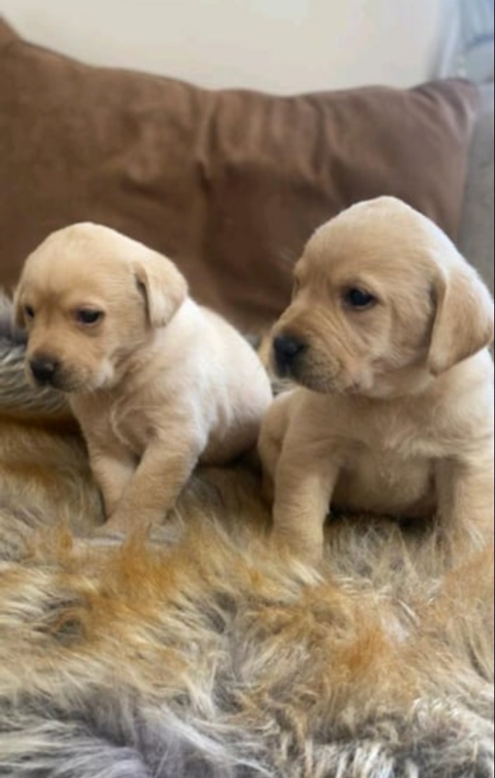 ***Labrador puppies Ready to leave now***
