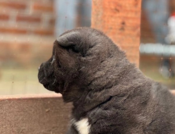 Rare black akita puppy