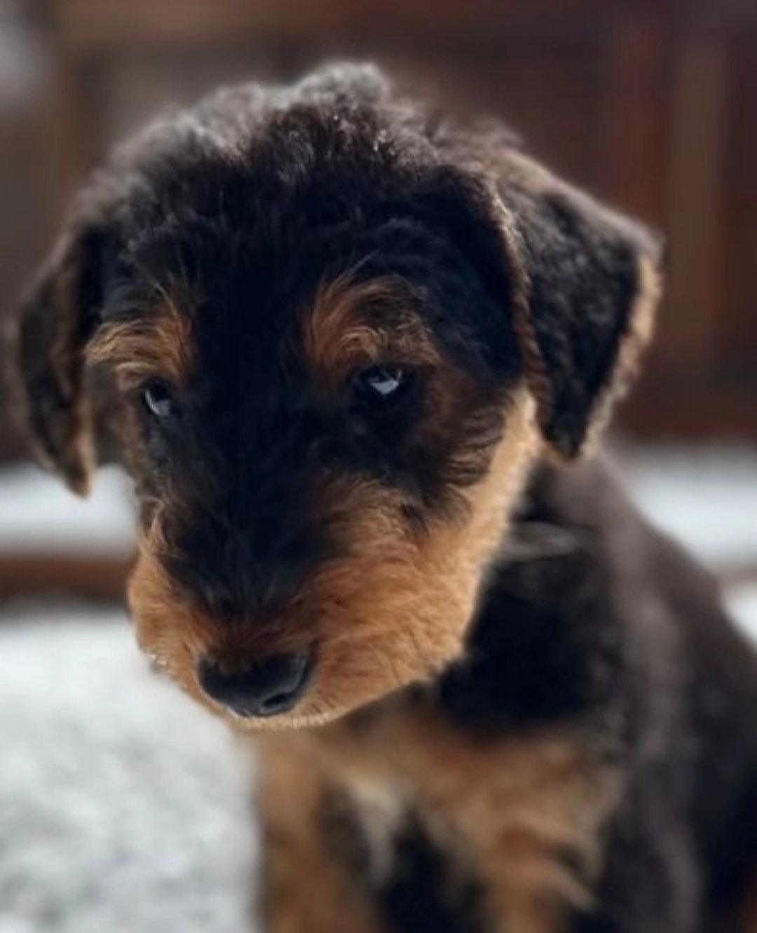 2 Airedale terrier male pups for sale