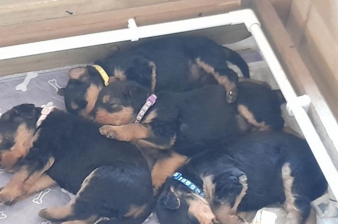 Airedale Terrier puppies for sale KC registered