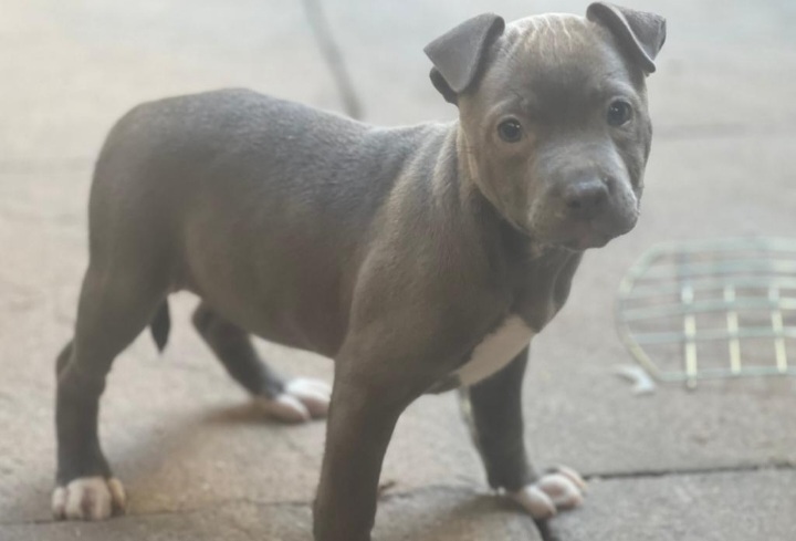 STAFFORDSHIRE BULL TERRIER PUPPIES