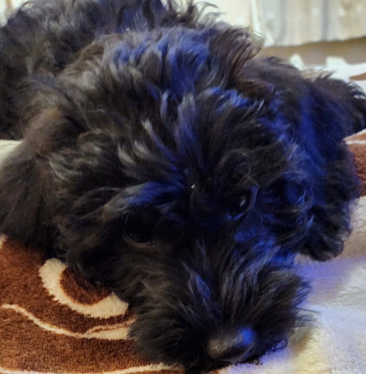 Stunning Schnoodle Puppies Available Now 