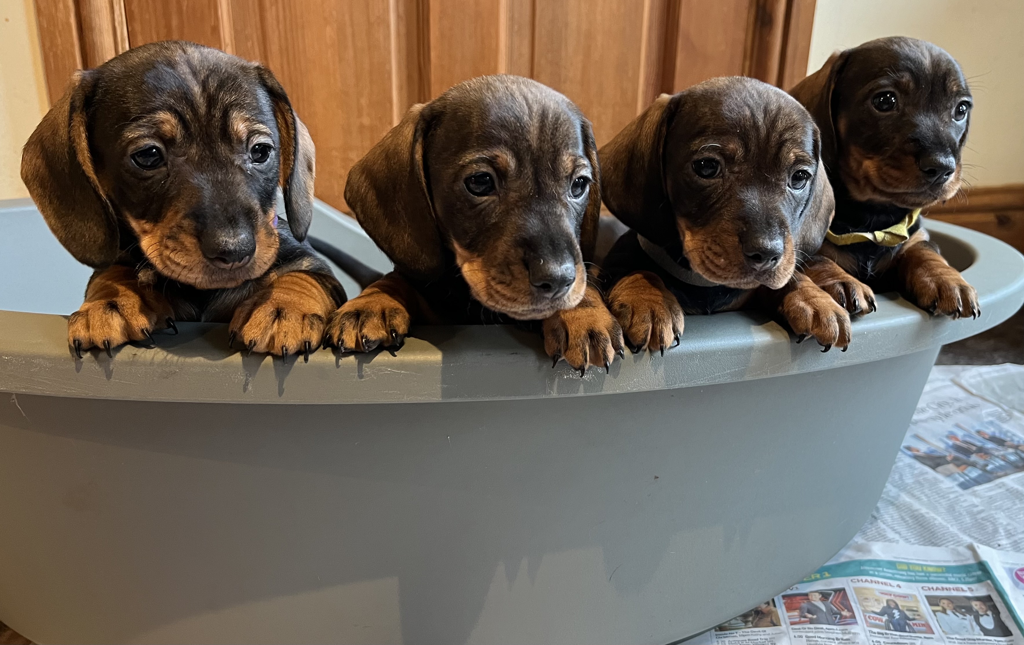 Standard Dachsund Puppies for Sale