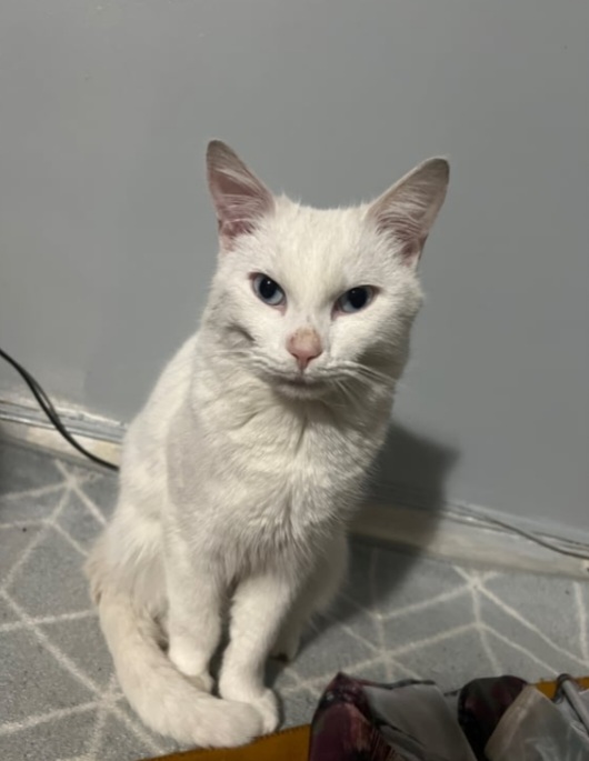 Beautiful white cat for sale