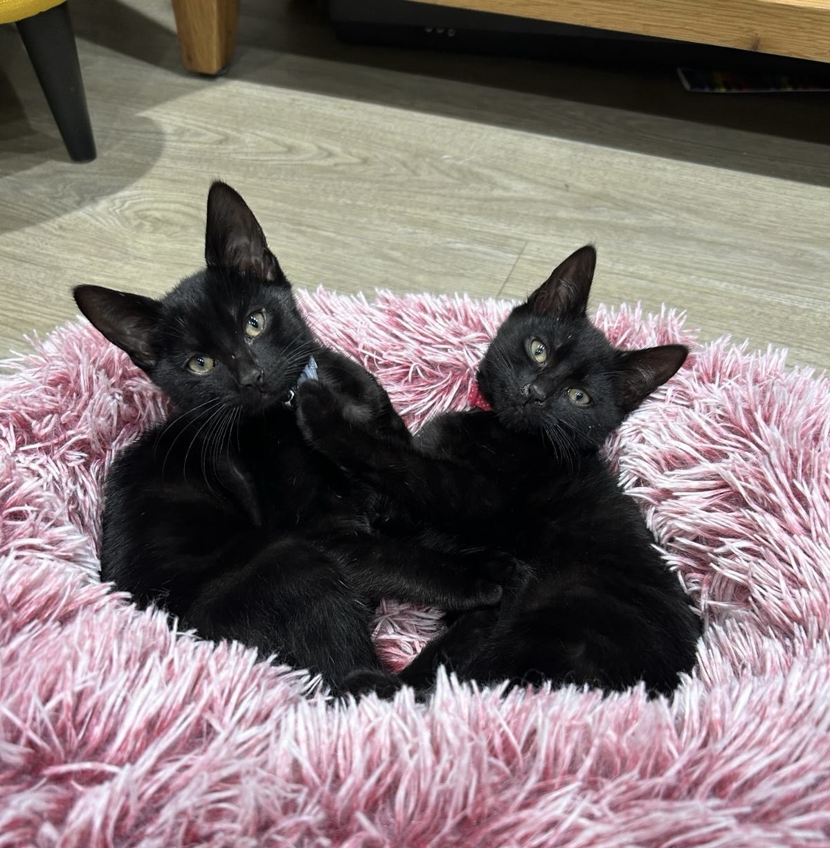 Coco & Pop are looking for their forever home! 