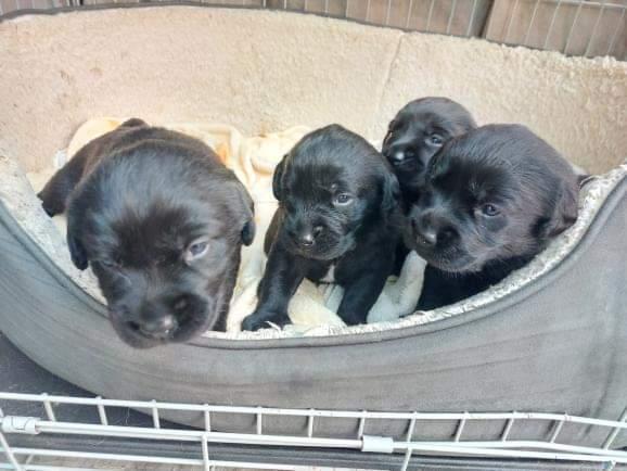 Gorgeous Black Goldador Puppies 
