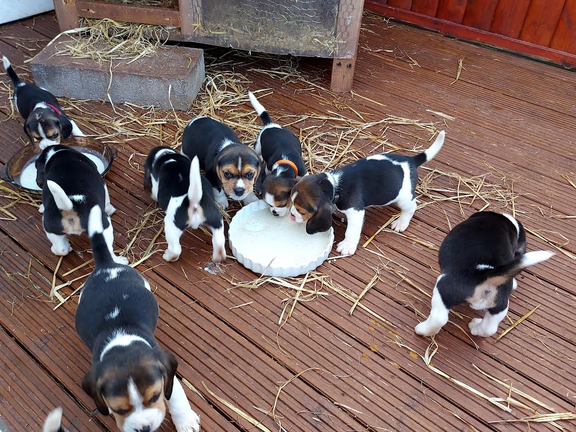 Tricolor Beagle Puppies