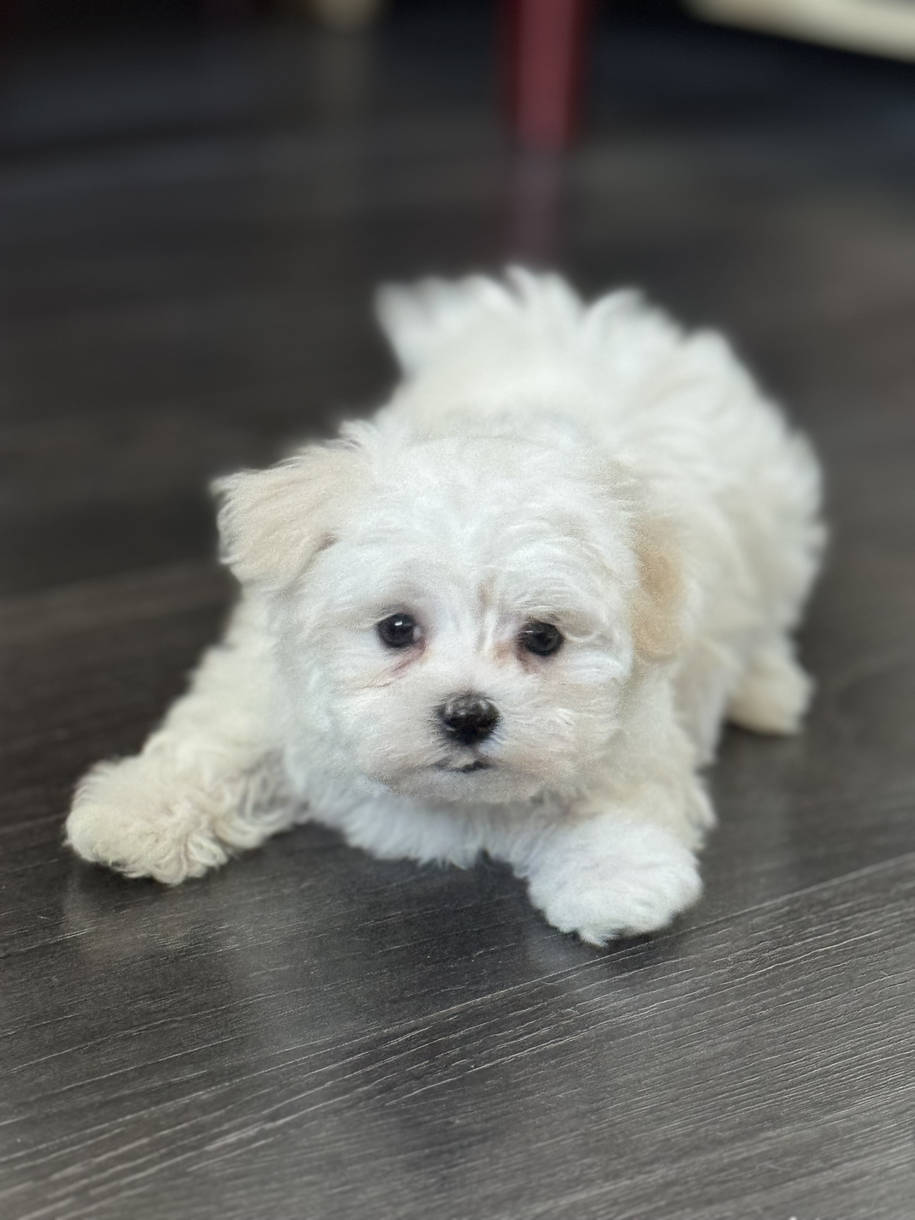 Pure breed White Maltese pups **READY TO GO **