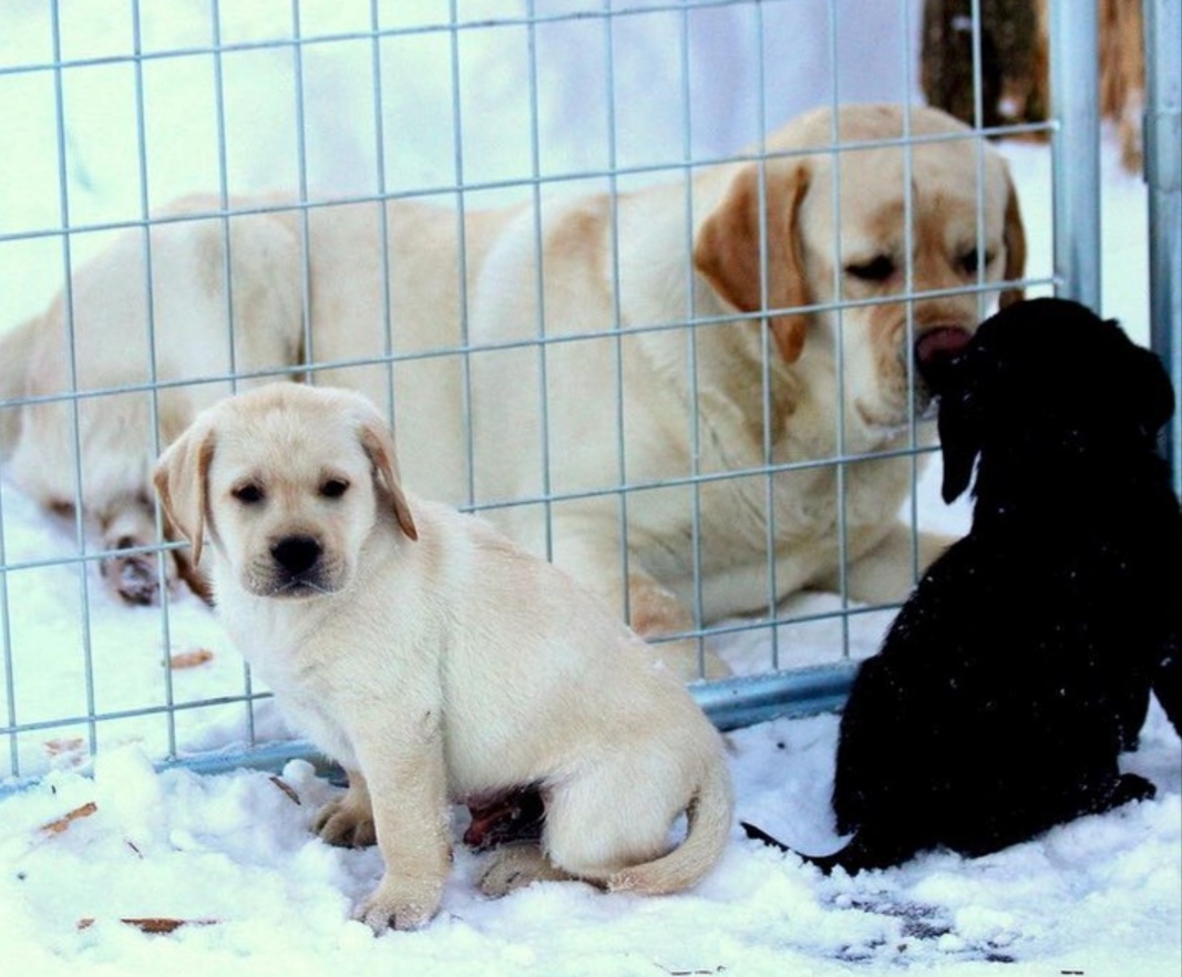 Cute Pair Of Labrador Puppies 