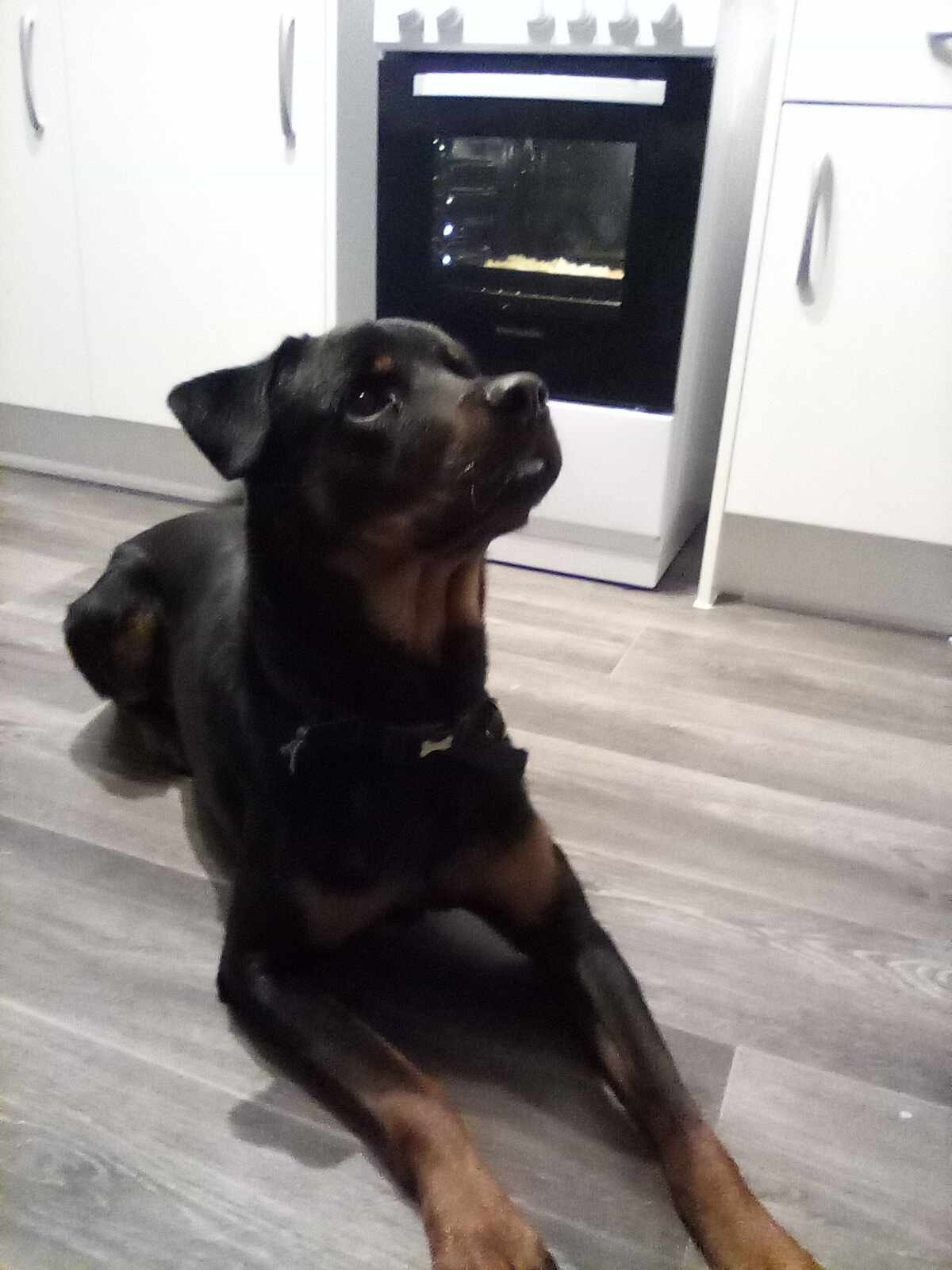 American Rottweiler 1 year old