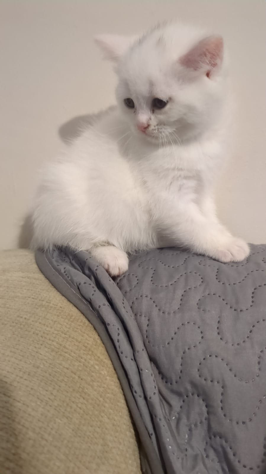 Kitten for sale 