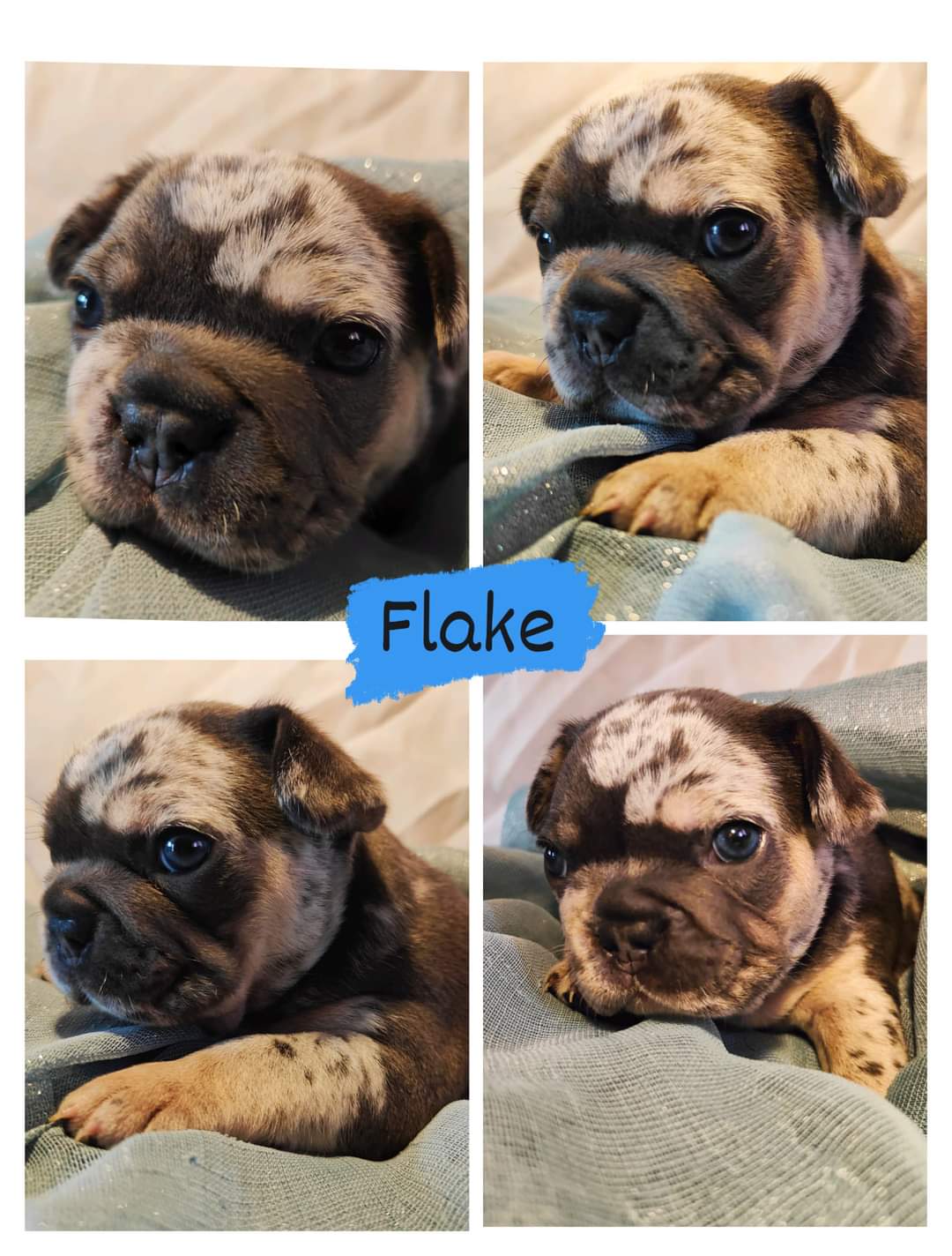 3 exceptional pups available 