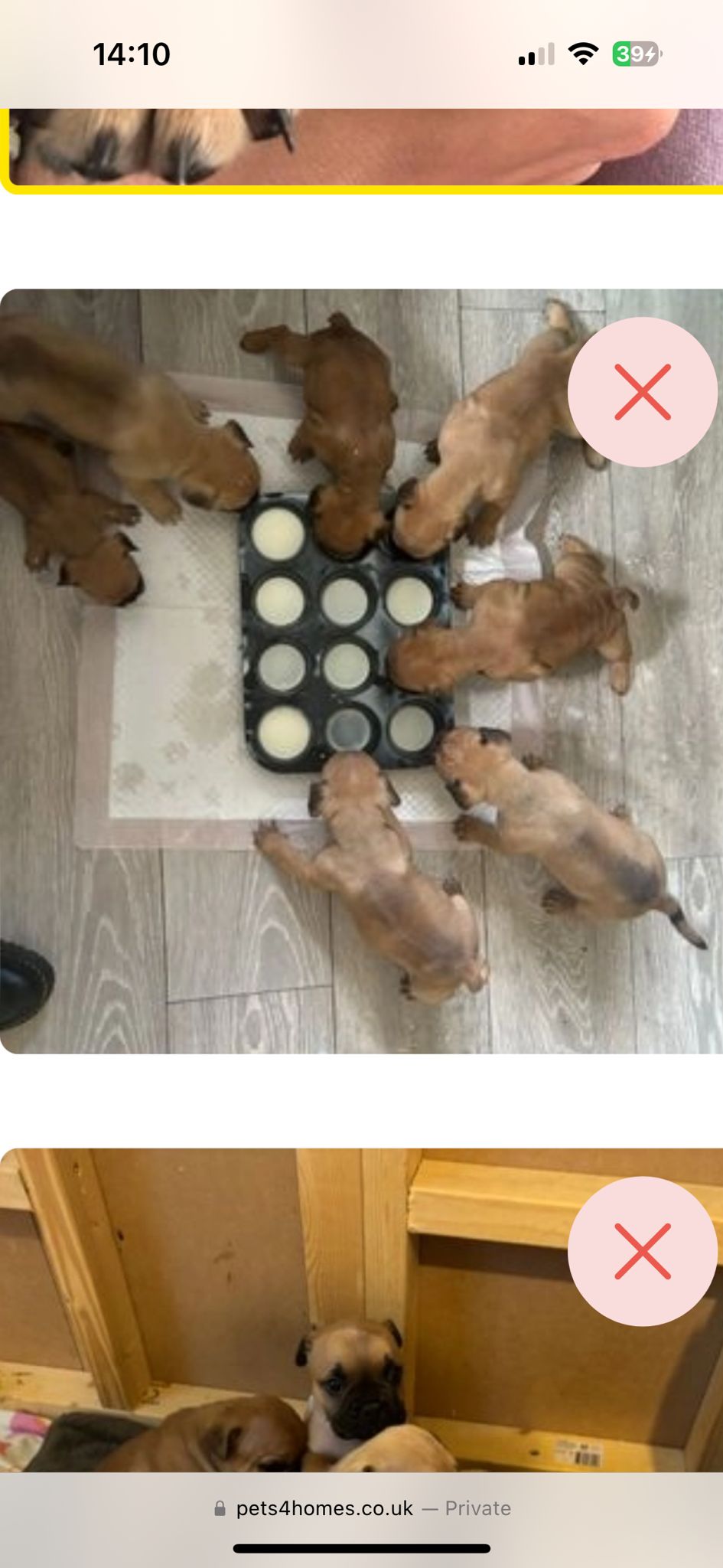 6 French Bullpei Pups Left