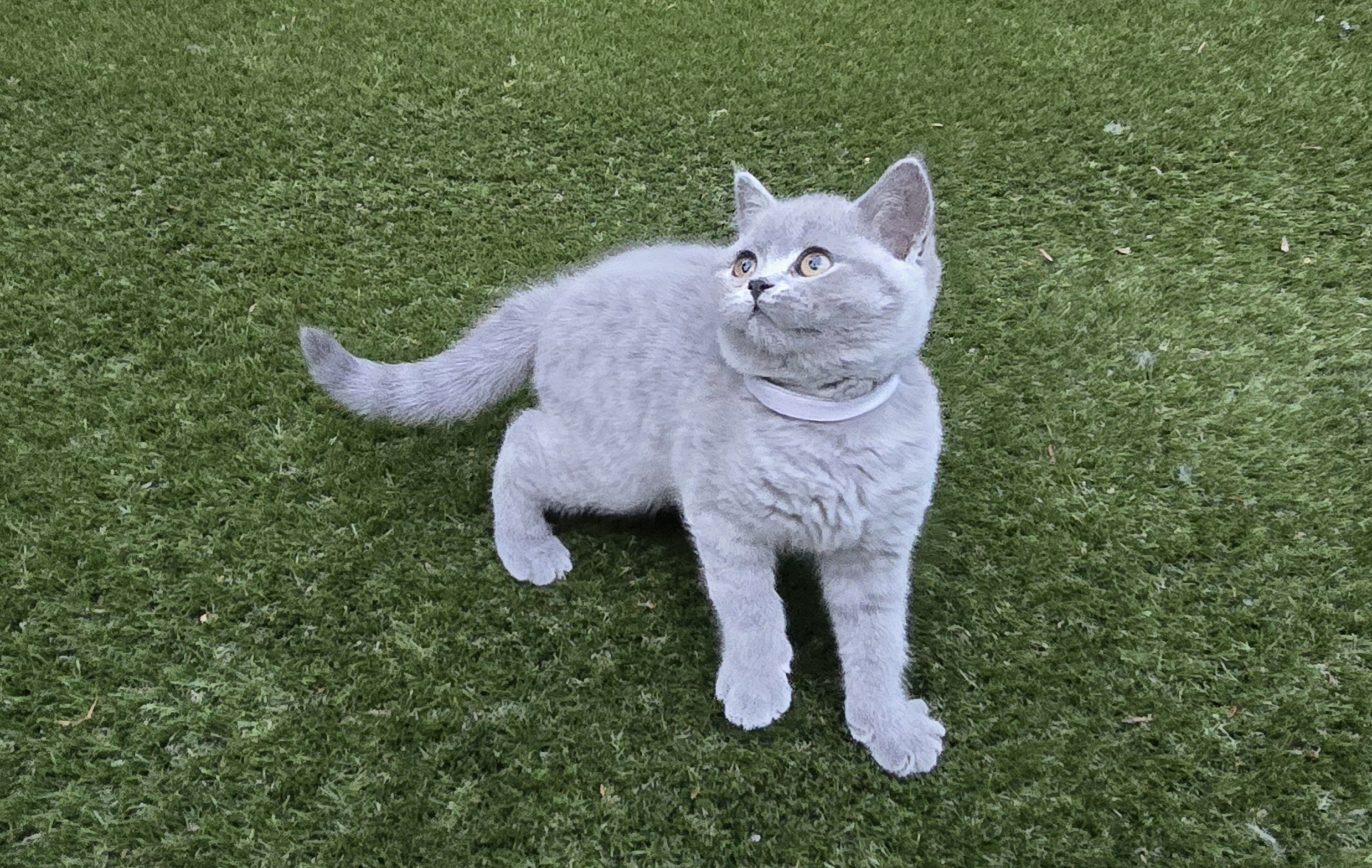 3 CHUNKY BRITISH SHORTHAIR (BSH) KITTENS - !!!READY TO LEAVE!!!