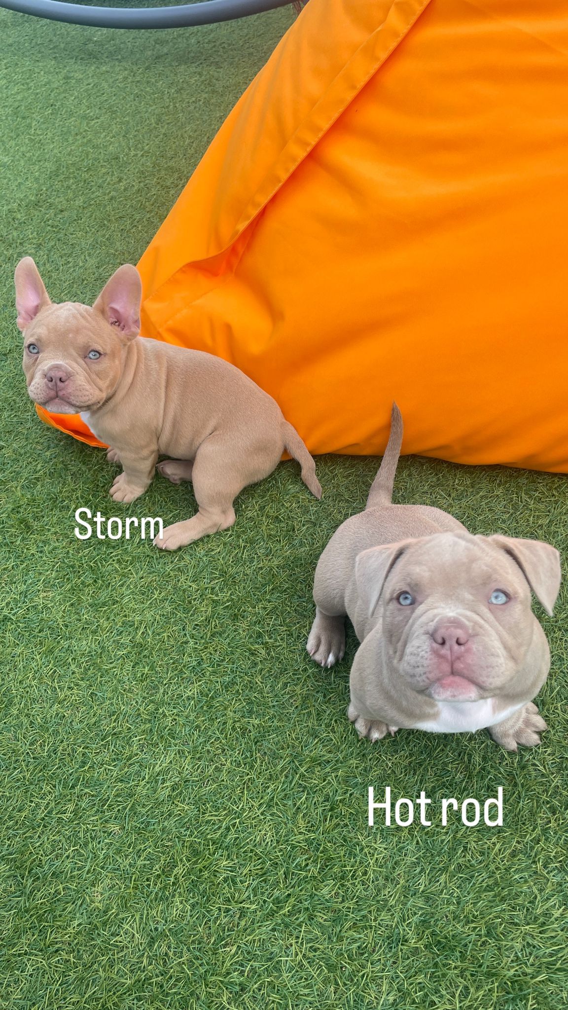 PRIZEBULLZ🩸American Pocket Bully Pups