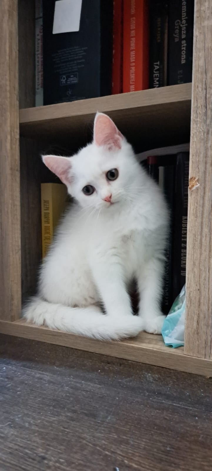 Kitten / half persian chinchilla