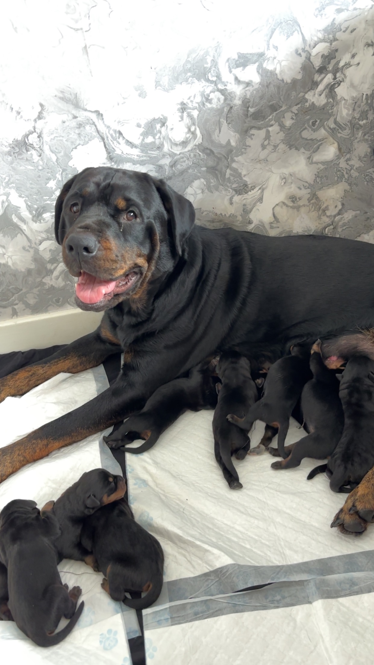 Rottweiler Puppies