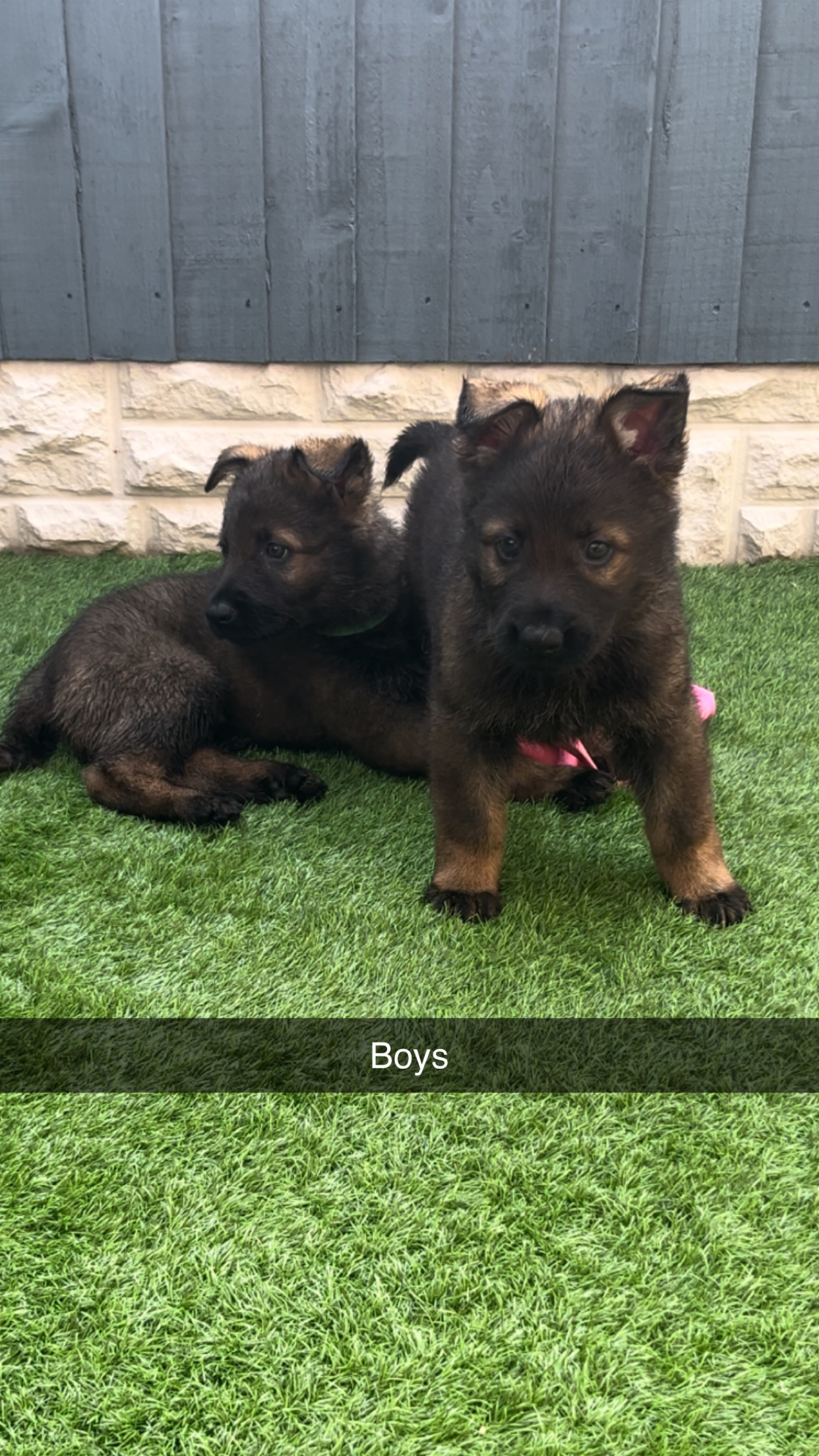 Kc registered german shepherd puppies for sale hotsell