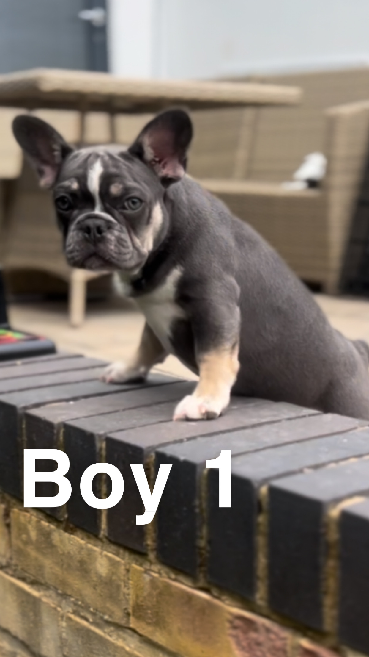 Male French bulldogs ready for forever homes