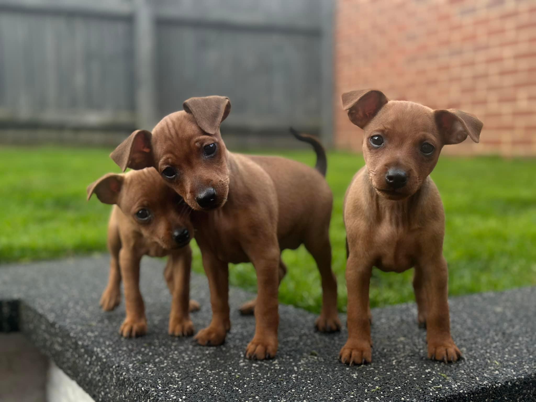 Pure Miniature Pinscher from Assured Breeder