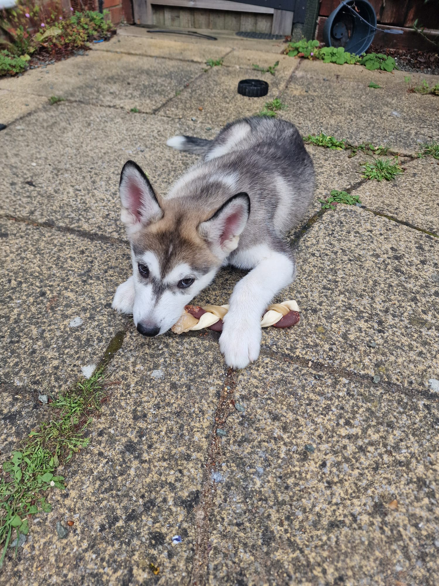 Husky pups 